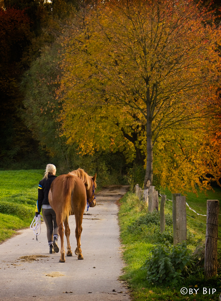 Autum Impressions