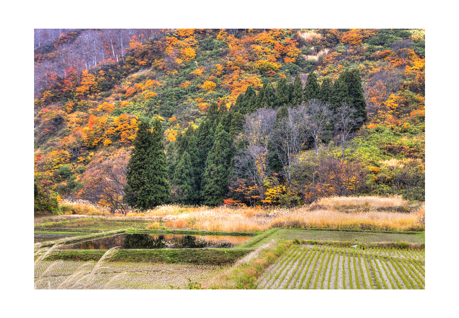 Autum In Japan 2012-7