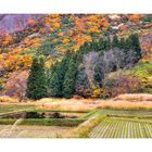 Autum In Japan 2012-7