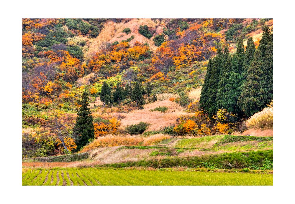 Autum In Japan 2012-8