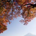 Autum in Kawaguchi_Lake