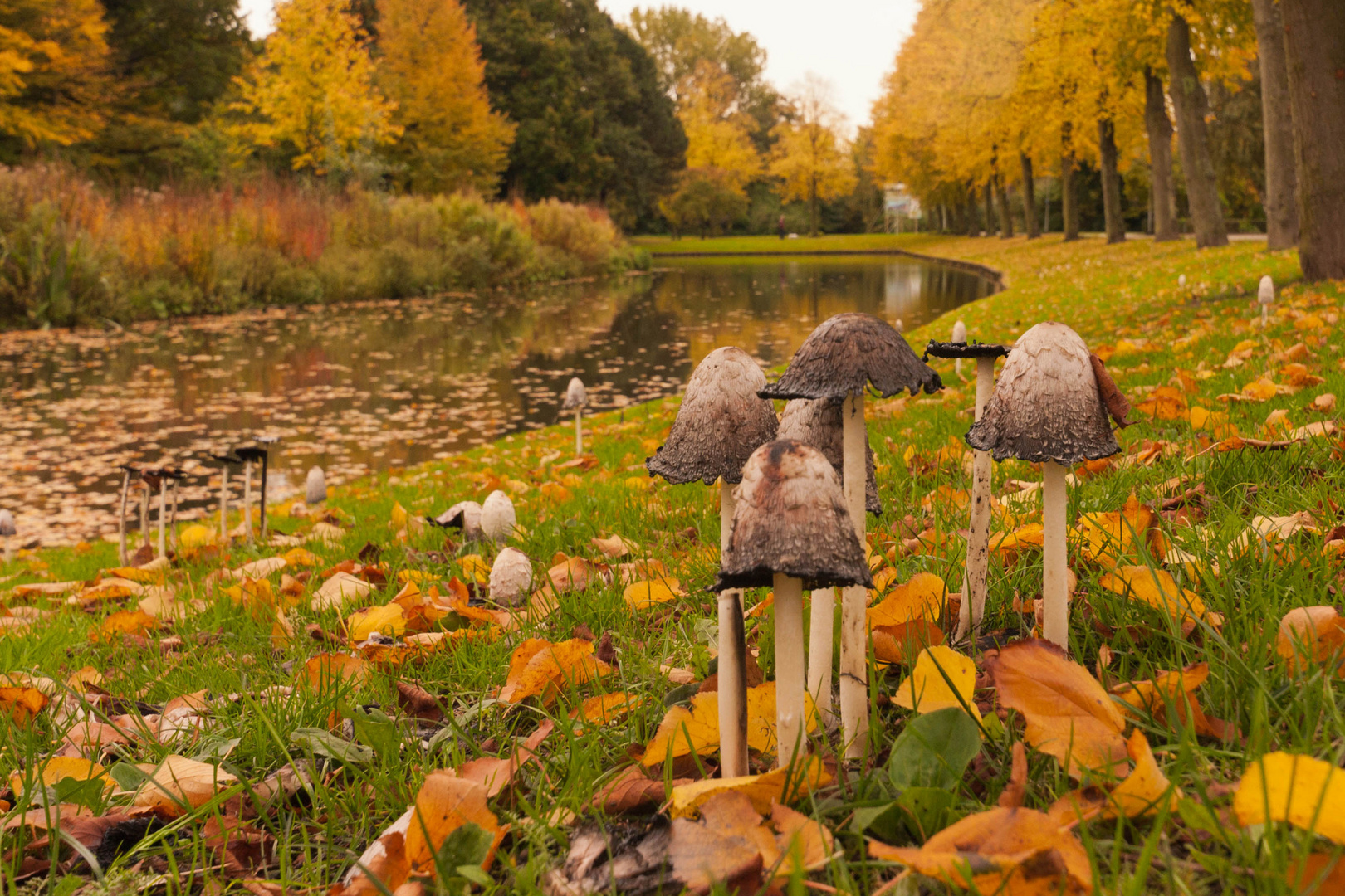 Autum in Rotterdam