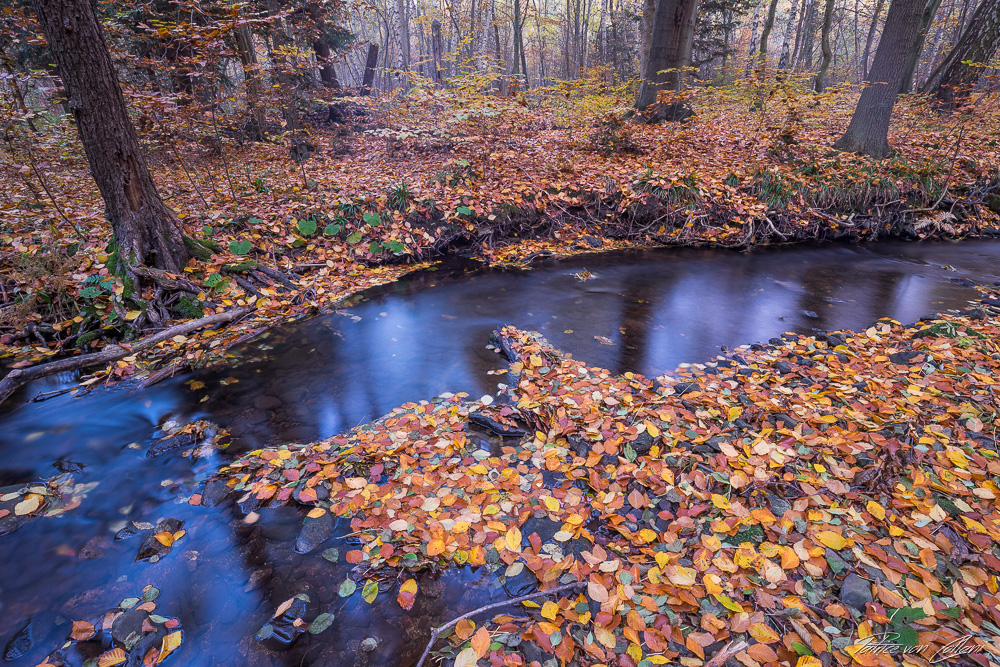 Autum in the National Park Harz