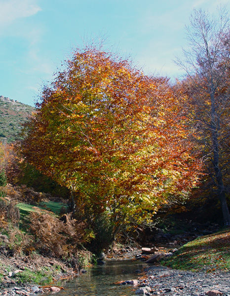 Autum in the river