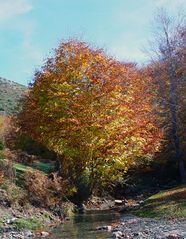 Autum in the river