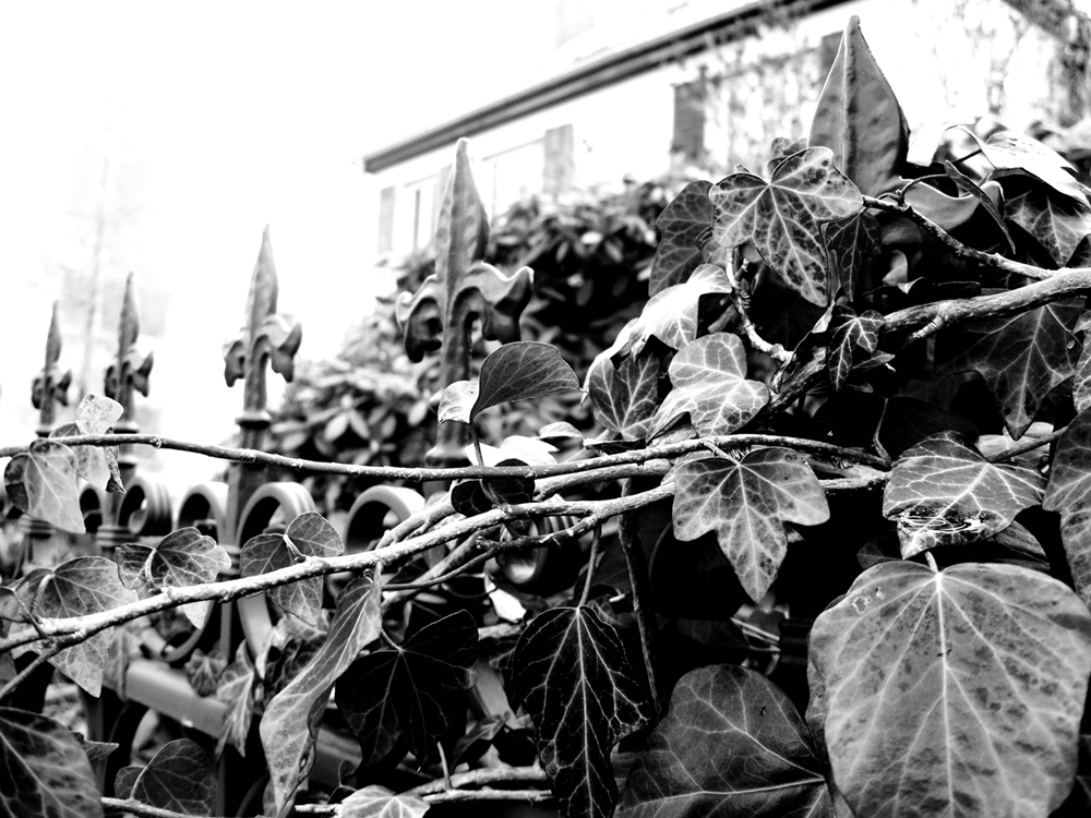 Autum Inpressionen Black and White