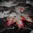 Autum Leaf