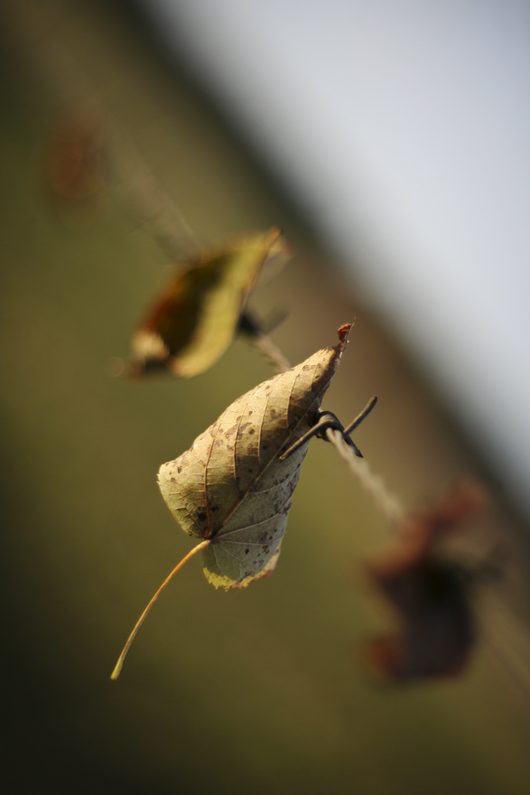 autum leafs