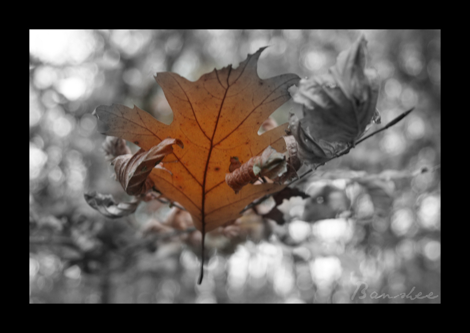 ~ Autum Leaves 2 ~