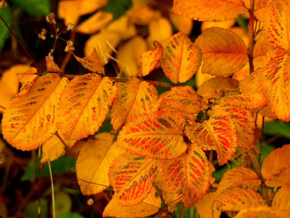 Autum leaves