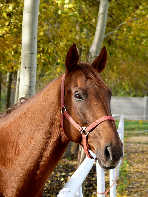 Autumm - horse