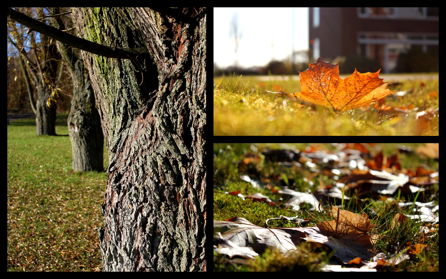 autumn 12