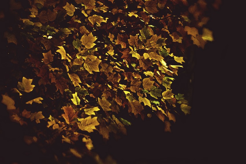 Autumn