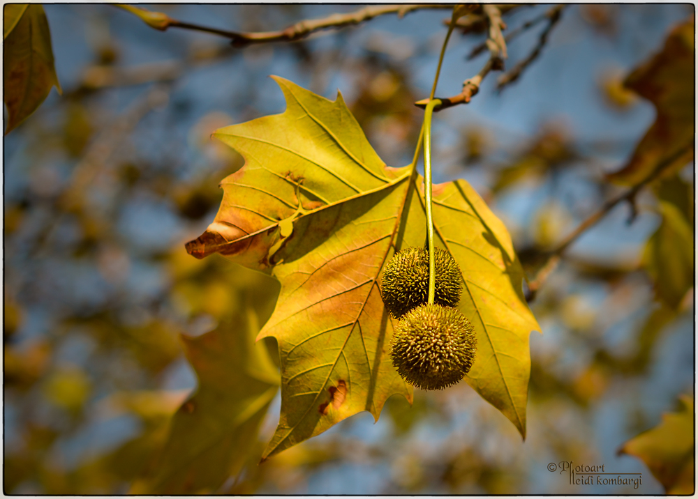 Autumn