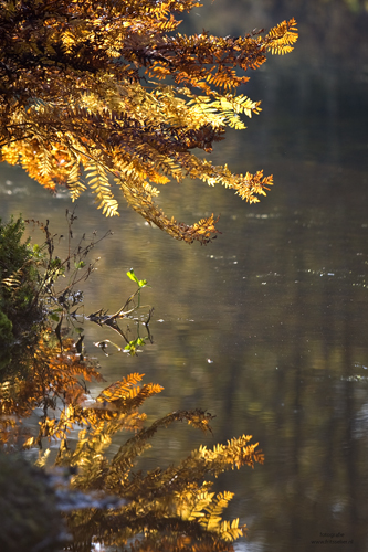 Autumn 2009 www.fritsselier.nl