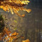 Autumn 2009 www.fritsselier.nl