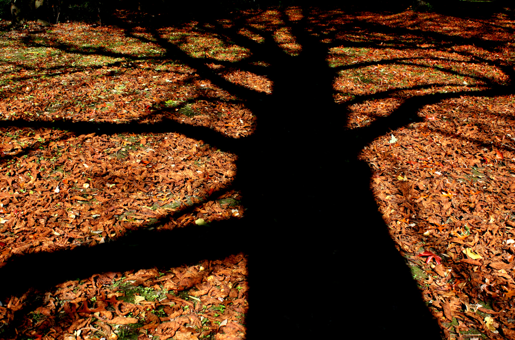 autumn 2010 hamburg: the shadow tree