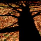 autumn 2010 hamburg: the shadow tree