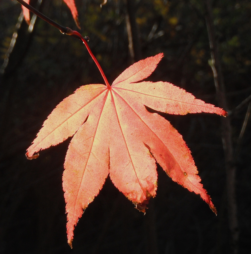 Autumn