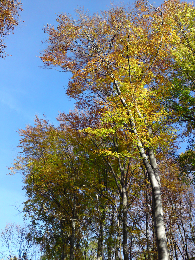 Autumn