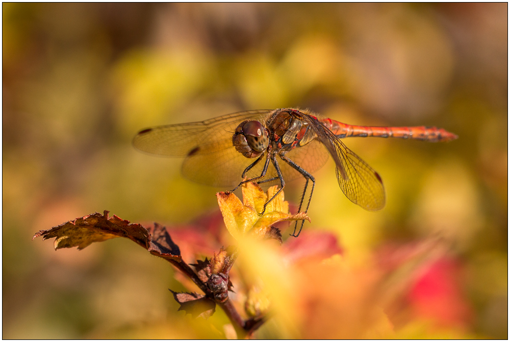 Autumn