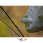 'autumn'