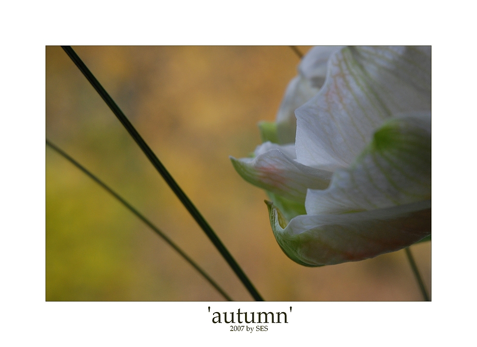 'autumn'