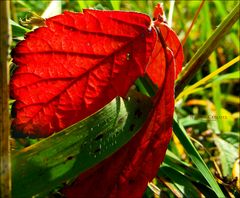 "Autumn"