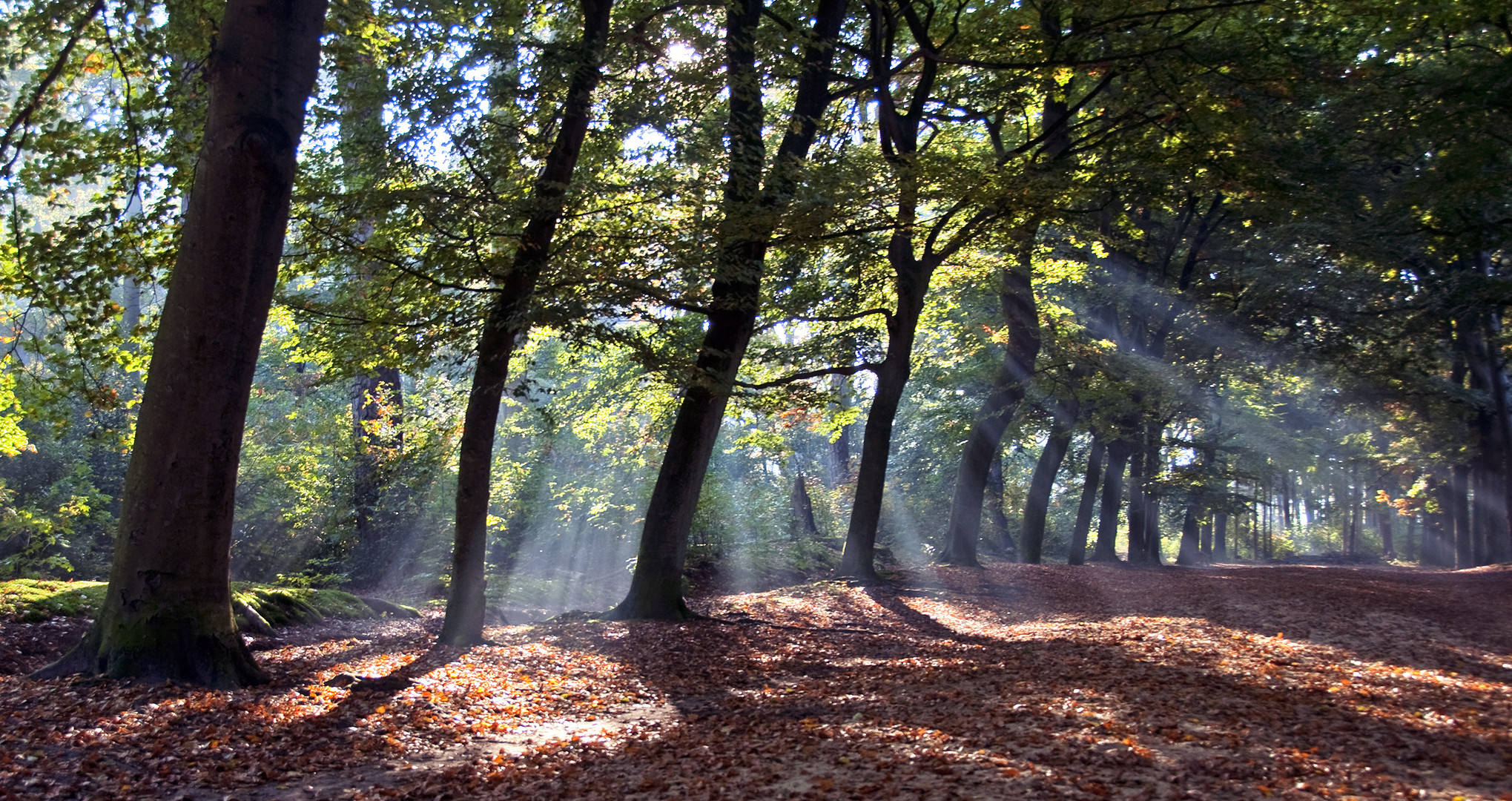 autumn afternoon in the forrest