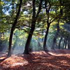 autumn afternoon in the forrest