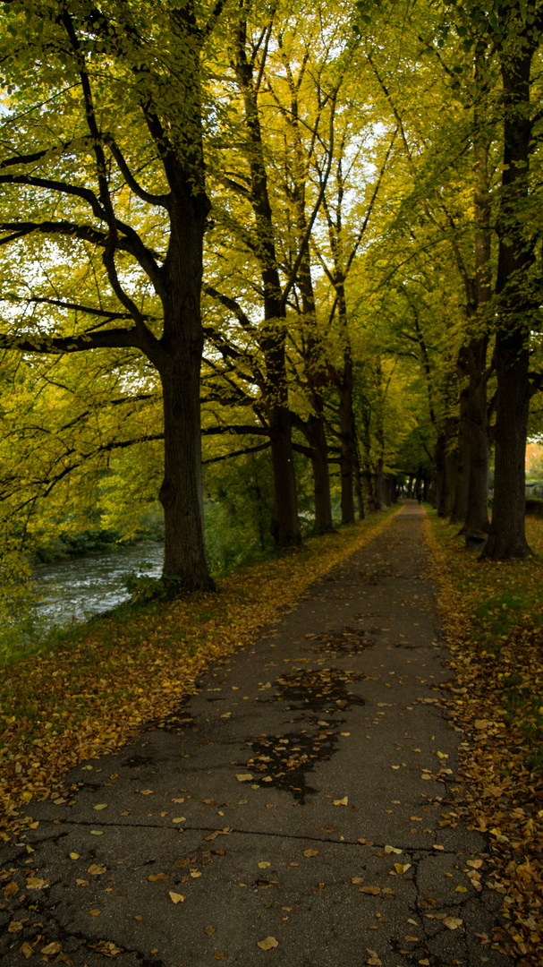 Autumn Alley