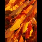 Autumn amorous passion