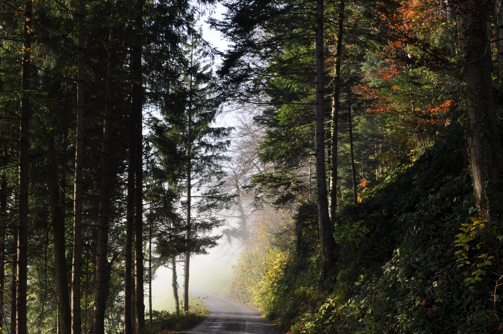 Autumn and fog