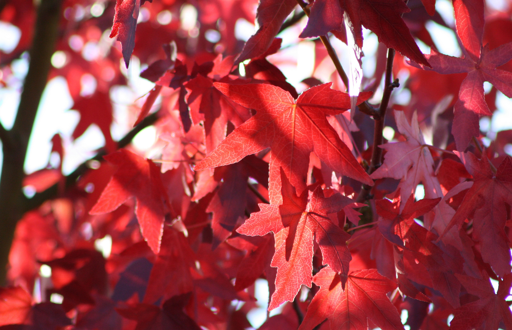 Autumn and Shadows