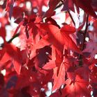 Autumn and Shadows