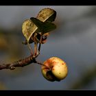 autumn apples