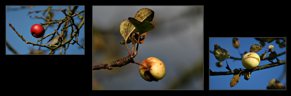 autumn apples