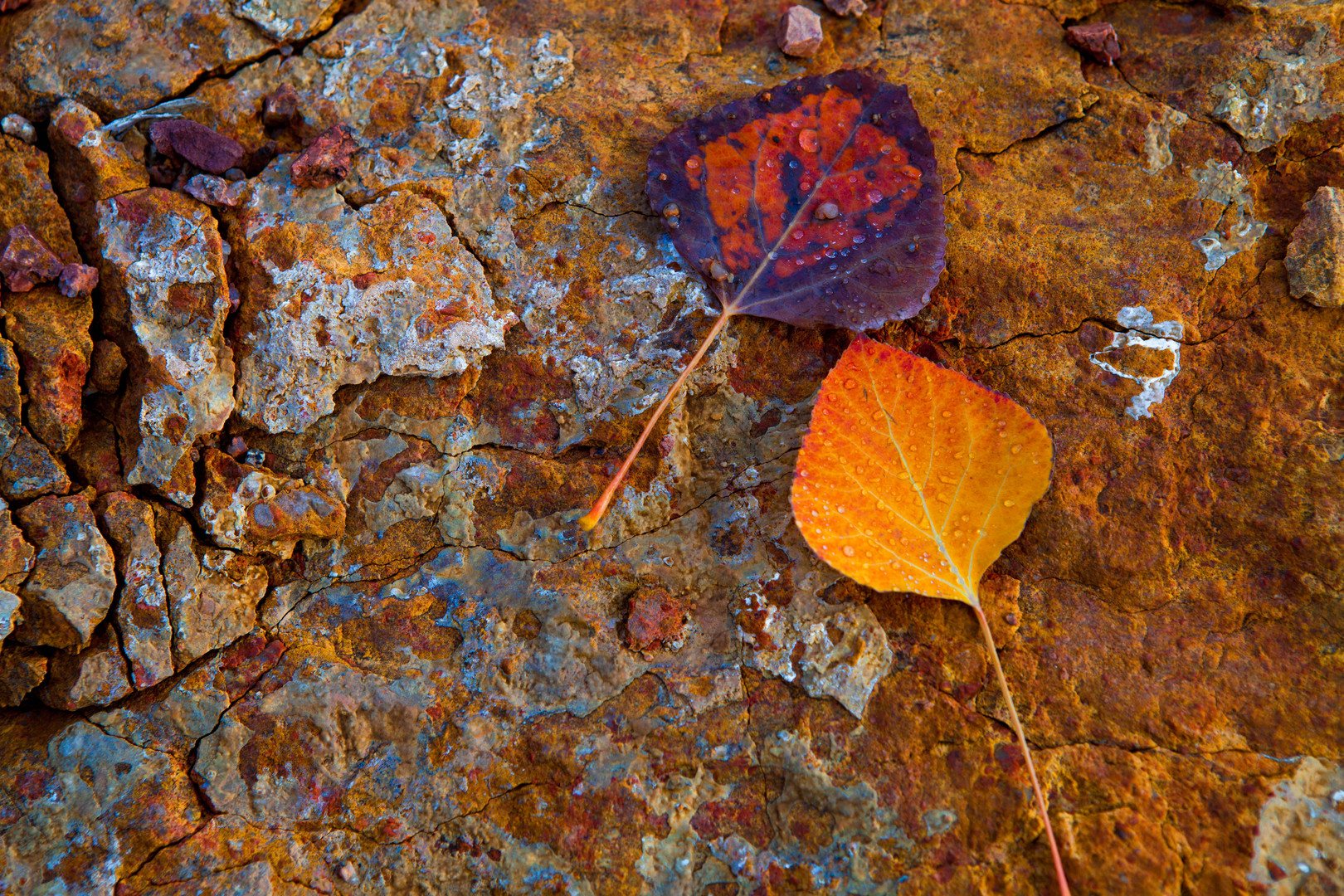 Autumn Aspens