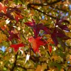 Autumn at Hyde Park