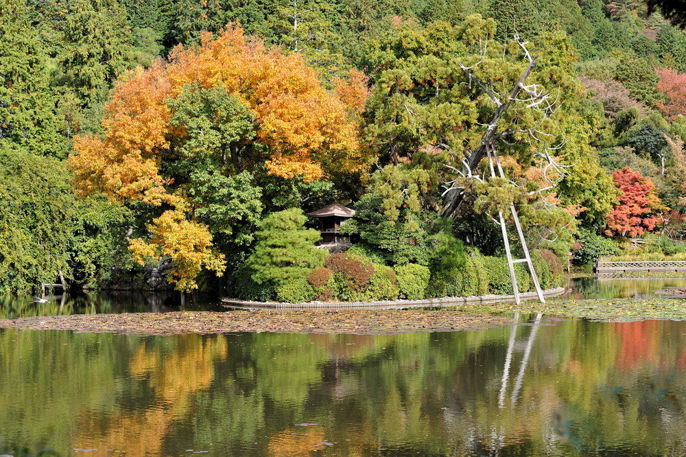 Autumn at Ryoangji Temple