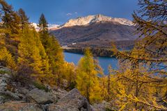 Autumn at Silsersee