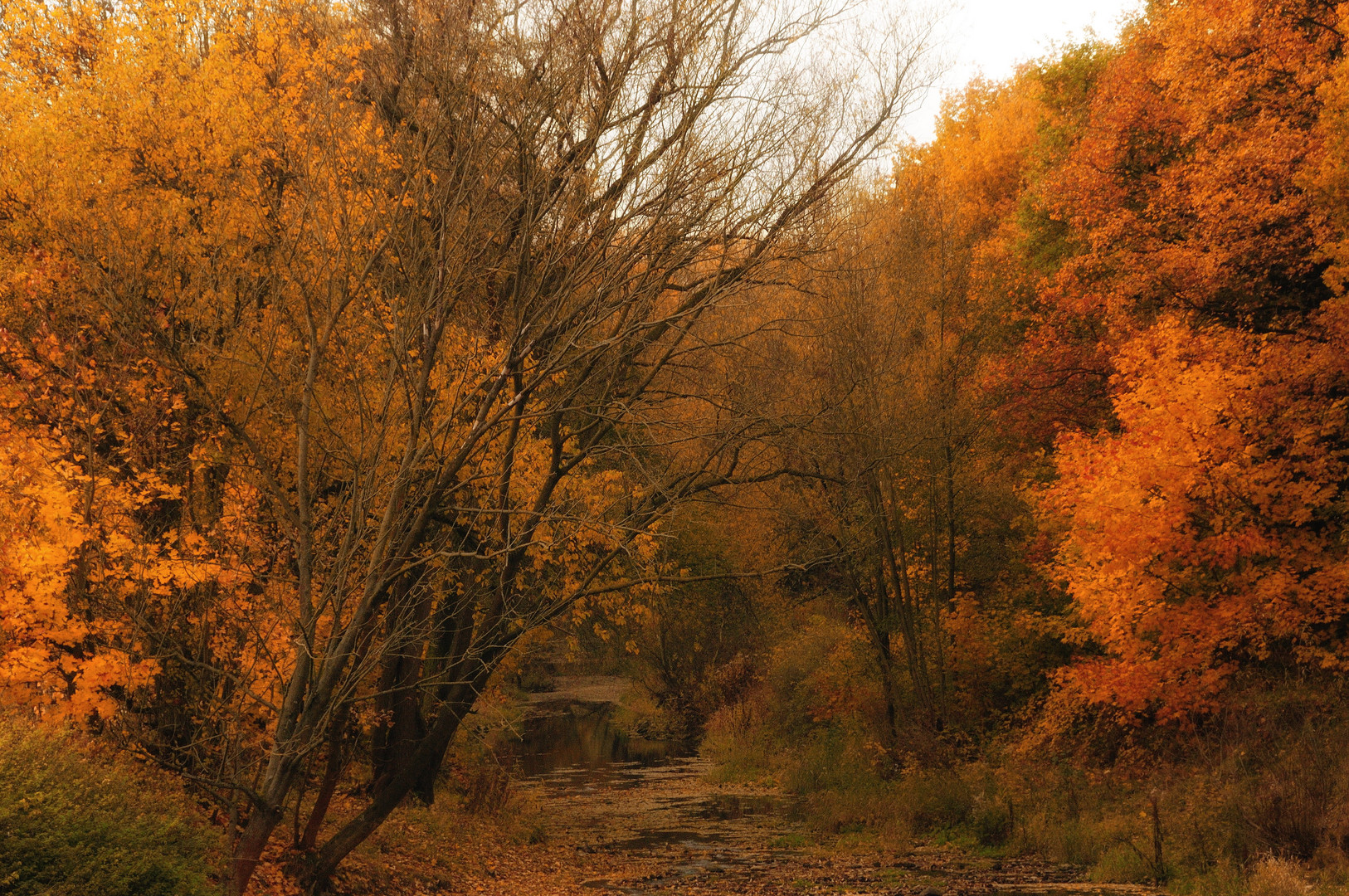 autumn at the creek