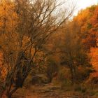 autumn at the creek