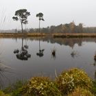 Autumn at the Haterse Vennen