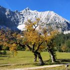 autumn at the "horny" ground