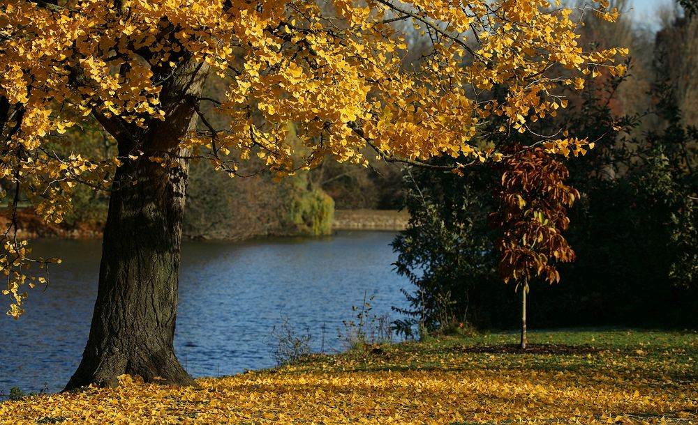 Autumn at the lake (14)