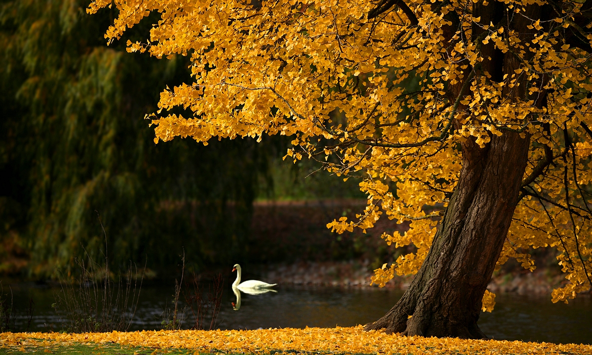 Autumn at the lake (16) 