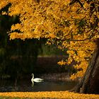 Autumn at the lake (16) 