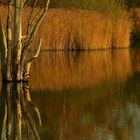 Autumn at the lake (2)