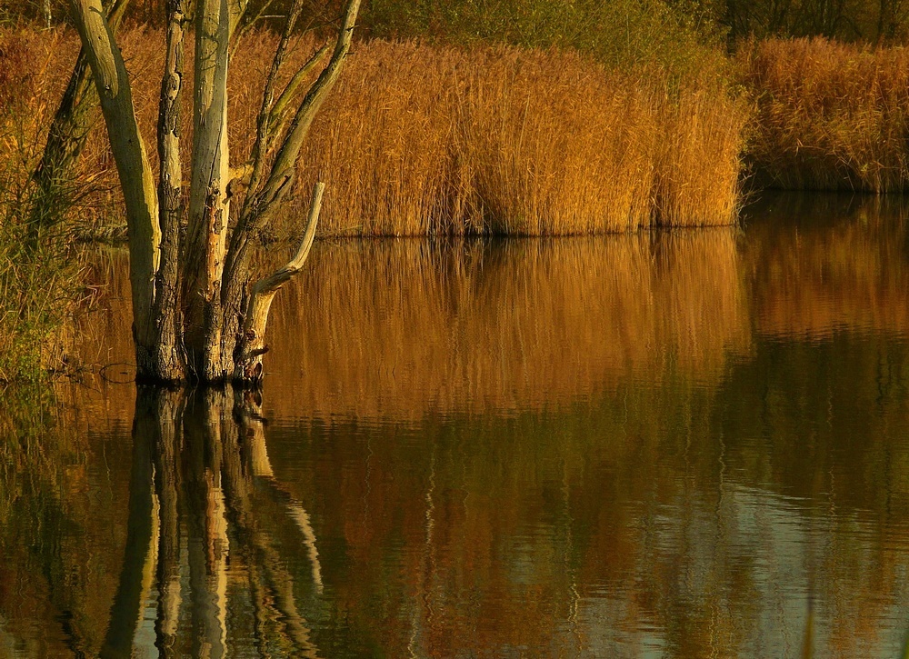 Autumn at the lake (2)
